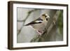 Hawfinch Male in Garden Searching for Food in Winter-null-Framed Photographic Print