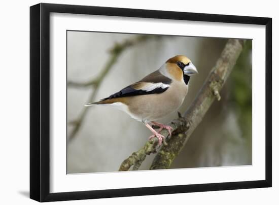 Hawfinch Male in Garden Searching for Food in Winter-null-Framed Photographic Print