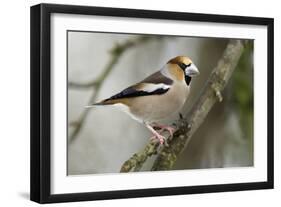 Hawfinch Male in Garden Searching for Food in Winter-null-Framed Photographic Print