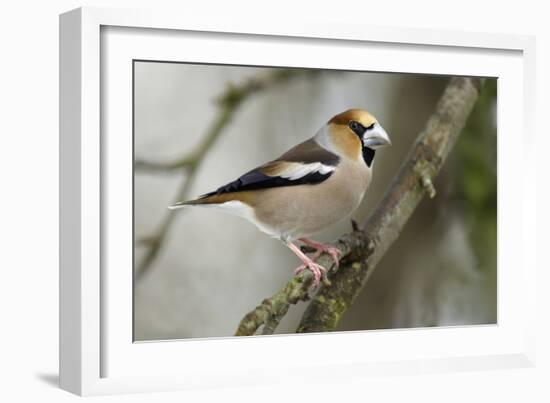 Hawfinch Male in Garden Searching for Food in Winter-null-Framed Photographic Print