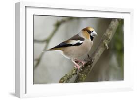 Hawfinch Male in Garden Searching for Food in Winter-null-Framed Photographic Print