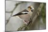 Hawfinch Male in Garden Searching for Food in Winter-null-Mounted Photographic Print