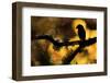 Hawfinch silhouetted on a branch of Portuguese oak, Spain-Andres M. Dominguez-Framed Photographic Print