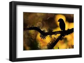 Hawfinch silhouetted on a branch of Portuguese oak, Spain-Andres M. Dominguez-Framed Photographic Print