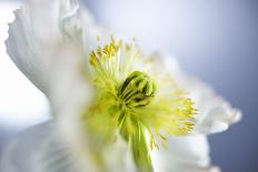 Poppy, Stem, Close Up-Hawi-Photographic Print