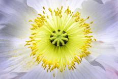 Poppy, Stamen, Close-Up-Hawi-Photographic Print