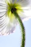 Poppy, Stem, Close Up-Hawi-Photographic Print