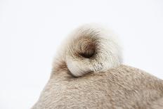 Pug Dog, Detail, Ringtail, Studio-Hawi-Photographic Print