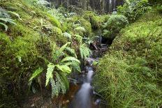 Stream Course, Plants, Nature, Scotland, Great Britain, the North, Summer, Vegetation, Flora, Water-Hawi-Framed Photographic Print