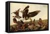 Hawk and Bobwhites-John James Audubon-Framed Stretched Canvas