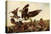 Hawk and Bobwhites-John James Audubon-Stretched Canvas