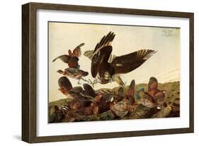 Hawk and Bobwhites-John James Audubon-Framed Giclee Print