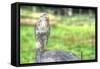 Hawk and Fence-Robert Goldwitz-Framed Stretched Canvas
