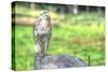 Hawk and Fence-Robert Goldwitz-Stretched Canvas