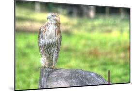 Hawk and Fence-Robert Goldwitz-Mounted Photographic Print