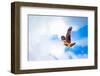 Hawk Fly in Sky. Hawk Wings-Dmitry Demkin-Framed Photographic Print