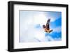 Hawk Fly in Sky. Hawk Wings-Dmitry Demkin-Framed Photographic Print