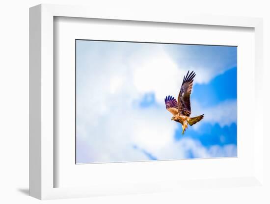 Hawk Fly in Sky. Hawk Wings-Dmitry Demkin-Framed Photographic Print