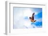 Hawk Fly in Sky. Hawk Wings-Dmitry Demkin-Framed Photographic Print