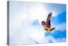 Hawk Fly in Sky. Hawk Wings-Dmitry Demkin-Stretched Canvas