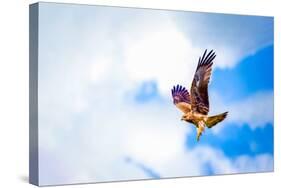 Hawk Fly in Sky. Hawk Wings-Dmitry Demkin-Stretched Canvas