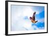 Hawk Fly in Sky. Hawk Wings-Dmitry Demkin-Framed Photographic Print