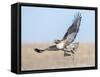 Hawk flying low, looking for a meal-Michael Scheufler-Framed Stretched Canvas