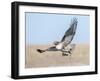 Hawk flying low, looking for a meal-Michael Scheufler-Framed Photographic Print