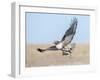 Hawk flying low, looking for a meal-Michael Scheufler-Framed Photographic Print