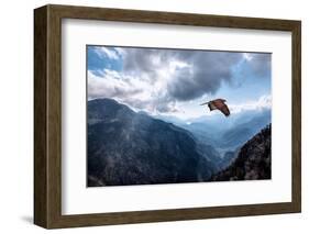 Hawk Flying over the Mountains-muratart-Framed Photographic Print