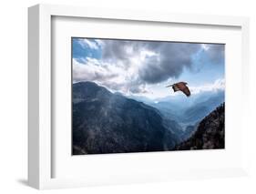 Hawk Flying over the Mountains-muratart-Framed Photographic Print