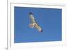 Hawk flying-George Theodore-Framed Photographic Print