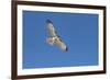 Hawk flying-George Theodore-Framed Photographic Print