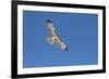 Hawk flying-George Theodore-Framed Photographic Print