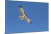 Hawk flying-George Theodore-Mounted Photographic Print