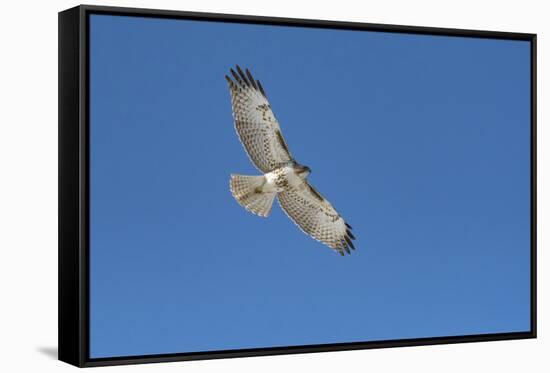 Hawk flying-George Theodore-Framed Stretched Canvas