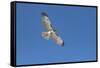 Hawk flying-George Theodore-Framed Stretched Canvas