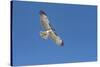 Hawk flying-George Theodore-Stretched Canvas