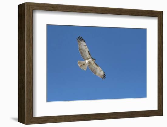 Hawk flying-George Theodore-Framed Photographic Print