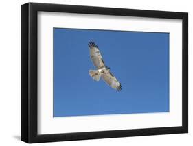 Hawk flying-George Theodore-Framed Photographic Print