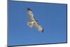 Hawk flying-George Theodore-Mounted Photographic Print