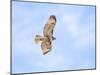 Hawk in flight-Michael Scheufler-Mounted Photographic Print