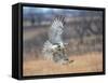 Hawk in flight-Michael Scheufler-Framed Stretched Canvas