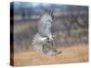 Hawk in flight-Michael Scheufler-Stretched Canvas