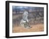 Hawk in flight-Michael Scheufler-Framed Photographic Print