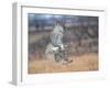 Hawk in flight-Michael Scheufler-Framed Photographic Print