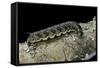 Hawk-Moth Caterpillar-Paul Starosta-Framed Stretched Canvas