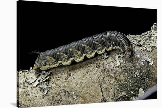 Hawk-Moth Caterpillar-Paul Starosta-Stretched Canvas