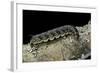 Hawk-Moth Caterpillar-Paul Starosta-Framed Photographic Print