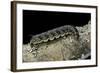 Hawk-Moth Caterpillar-Paul Starosta-Framed Photographic Print